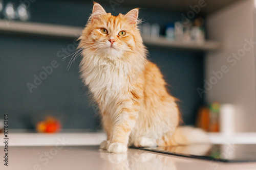 Fototapeta Naklejka Na Ścianę i Meble -  Ginger big cat sitting on a white kitchen table and looking arou