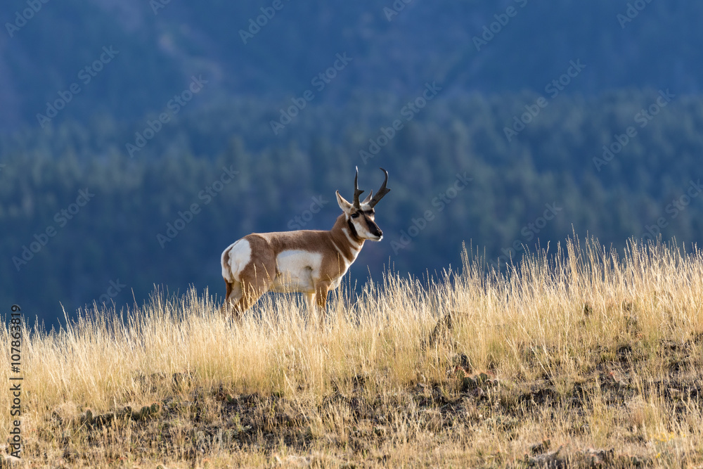 Fototapeta premium Pronghorn Antelope Buck