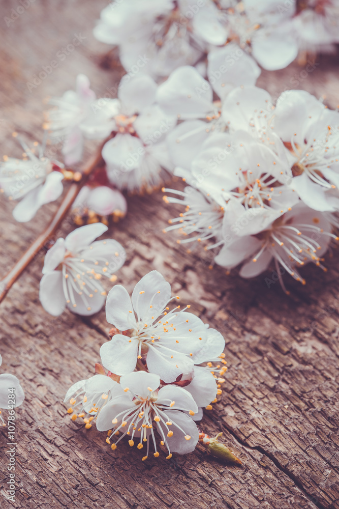Fototapeta premium Spring Blossom over wood background