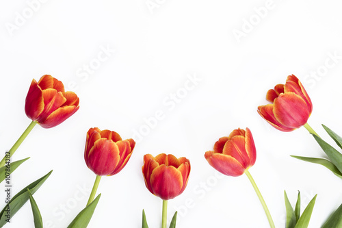 Tulips with isolated background
