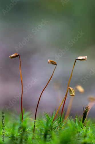 Close up of beautiful moss,Heath Pearlwort (Sagina subulata) photo