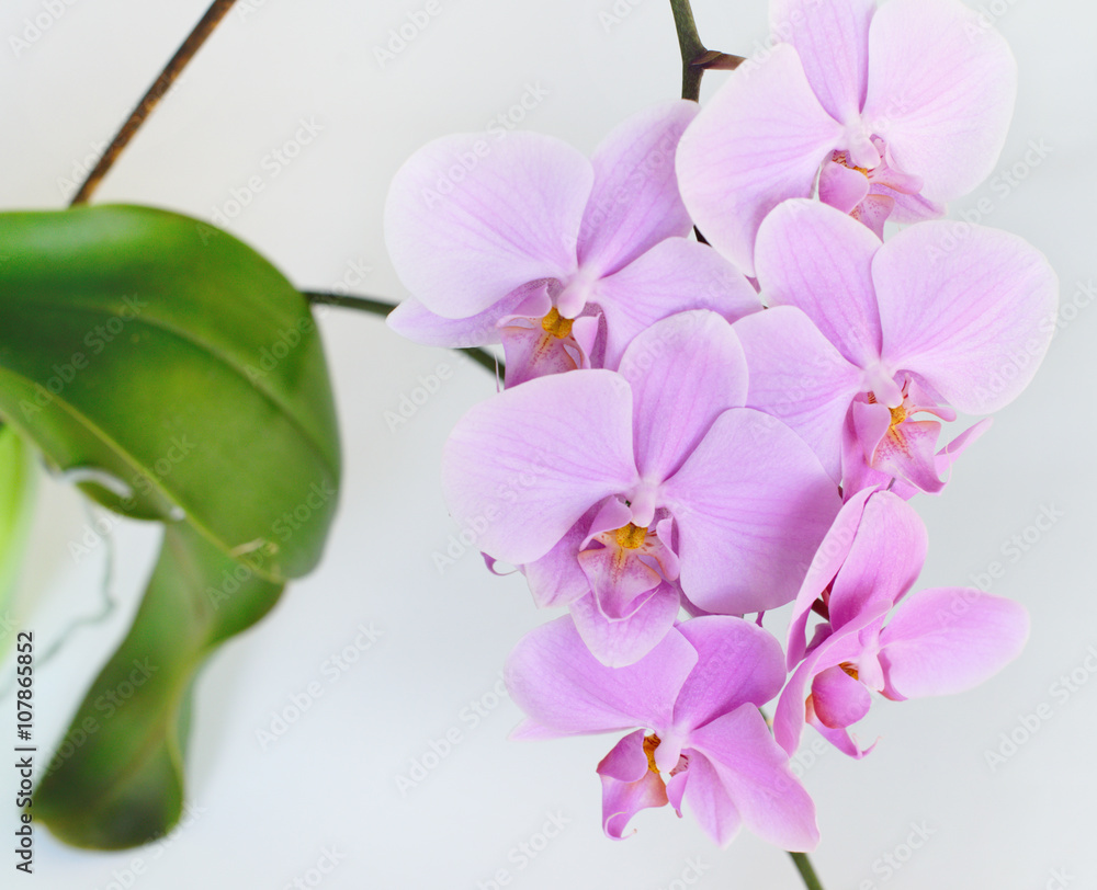 Obraz premium Pink orchid flower on a grey background