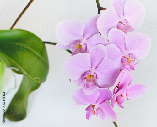 Pink orchid flower on a grey background