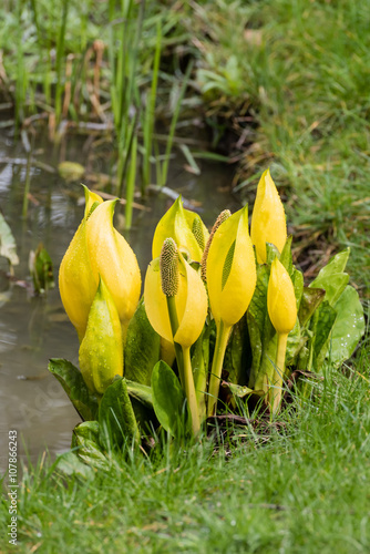 American Skunk Cabbage