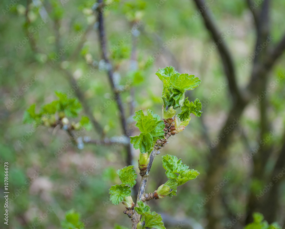 Austreibender Zweig von Jostabeeren Strauch im Frühjahr, ribes nidigrolaria, Schleswig-Holstein Austreibender Zweig von Jostabeeren Strauch im Frühjahr, ribes nidigrolaria, Schleswig-Holstein