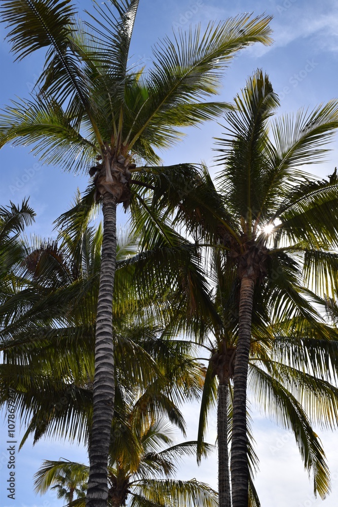 Fototapeta premium Unter Palmen und stahlblauem Himmel