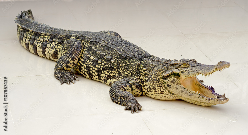 Fototapeta premium crocodile