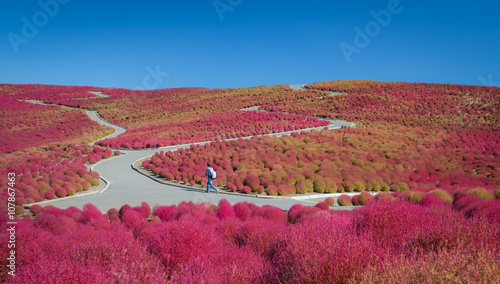 Obraz na plátne Beautiful kochias hill in autumn season at Hitachi seaside park , Ibaraki prefec