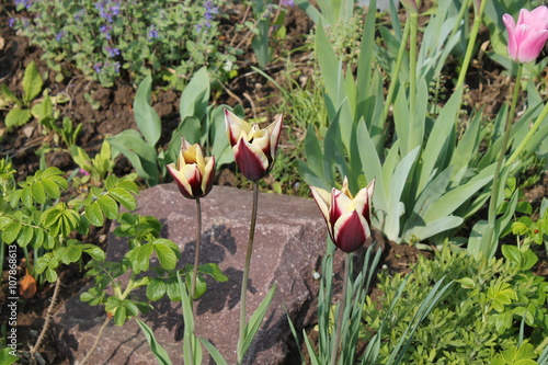 Rot-Gelbe Blumen im Garten