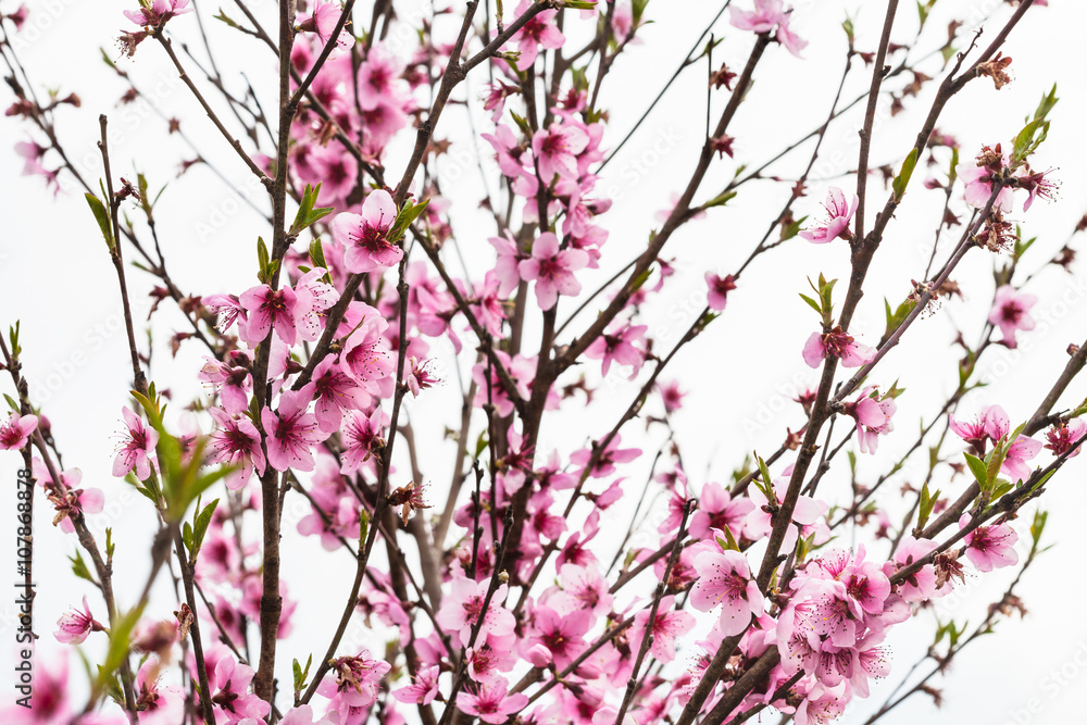 peach tree with pink blossoms in spring peach tree with pink blossoms in spring