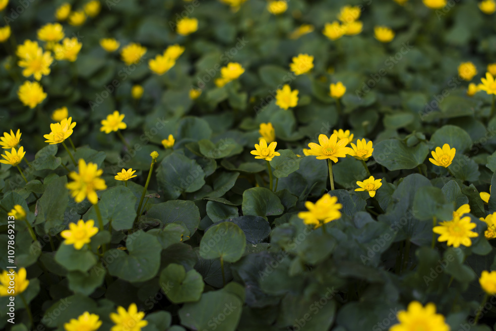 yellow spring flowers yellow spring flowers