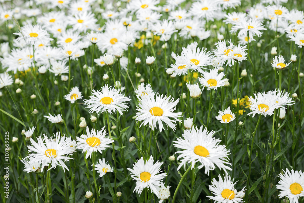 Fototapeta premium Flowers white daisies