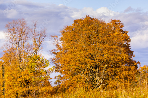 abstract view of colorful fall foliage