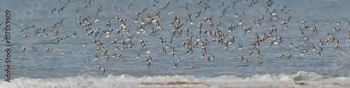 Canvas Print Flock of Sanderlings
