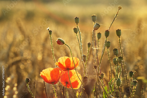 Poppy field, poppy in wheat and in the company of wild flowers 