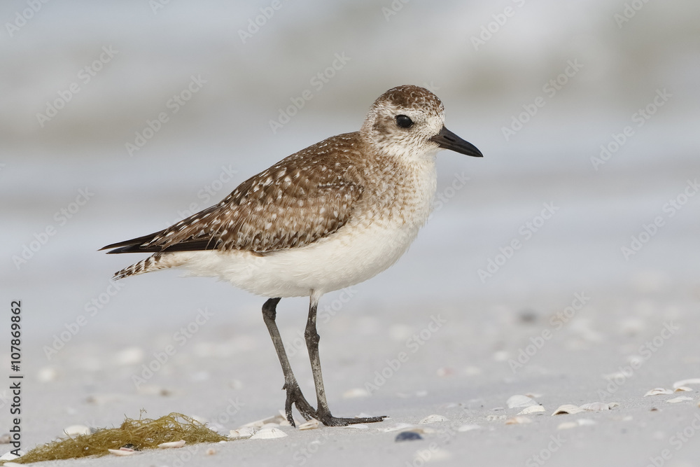 American Golden-Plover on a Florida Beach American Golden-Plover on a Florida Beach
