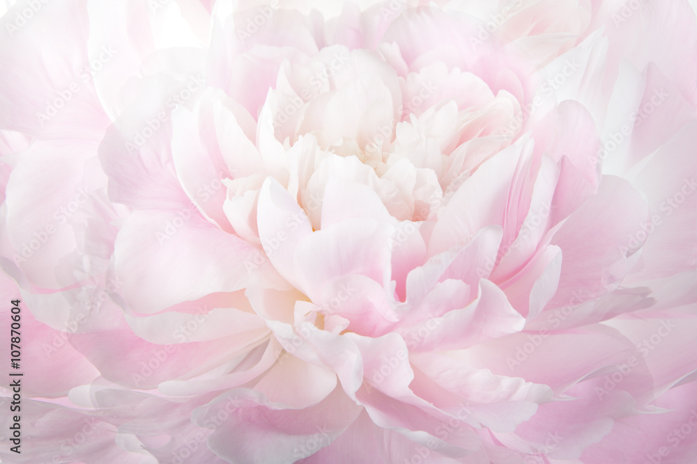 Naklejka Kwiecisty abstrakcjonistyczny tło, makro- fotografia delikatna różowa peonia