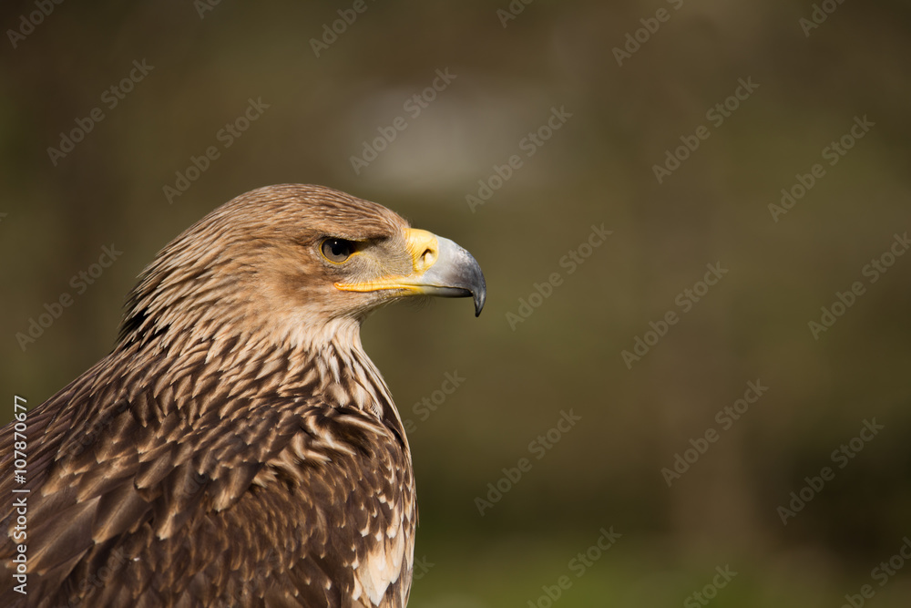 Aigle royal Aigle royal