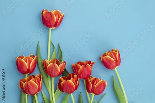 Tulips with blue background