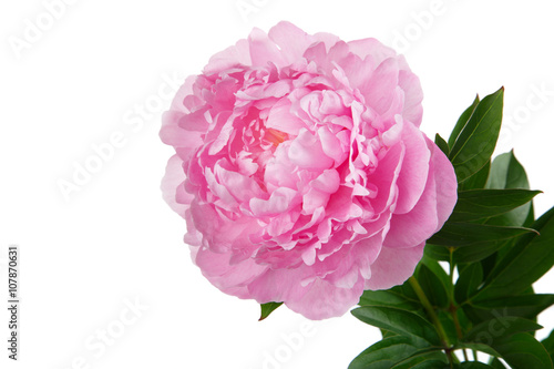 Pink flower peony isolated on white background