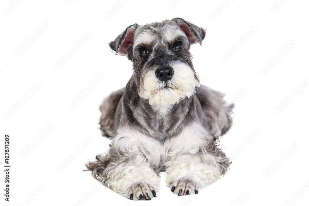 Miniature schnauzer isolated with white background