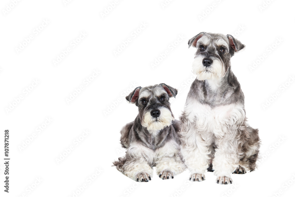 Miniature schnauzer isolated with white background