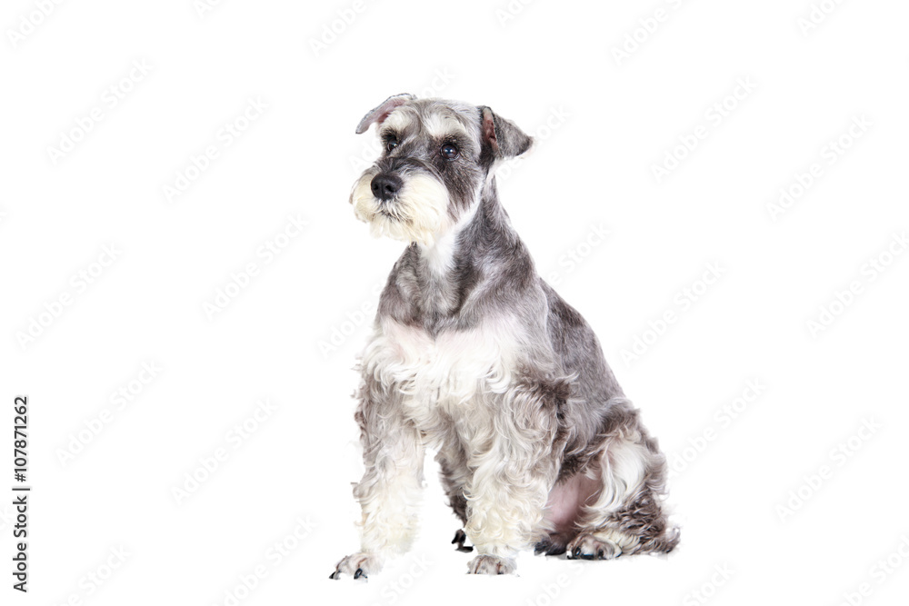 Miniature schnauzer isolated with white background Miniature schnauzer isolated with white background