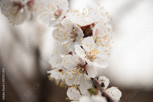 flowers of apricot tree