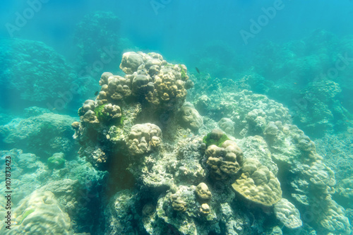coral stone underwater on sun light