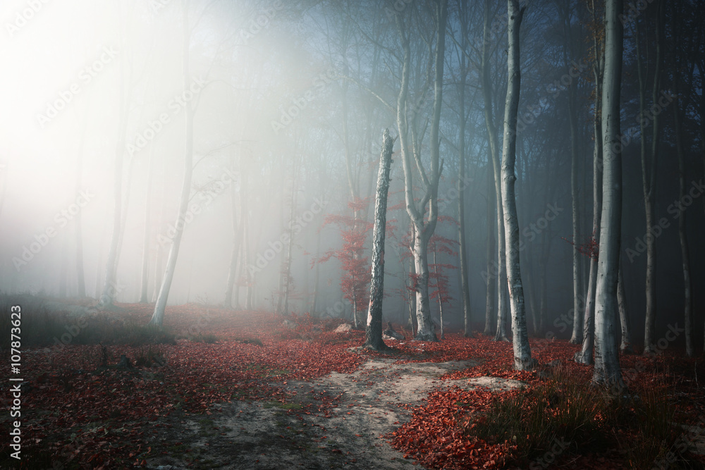 Fototapeta premium Światło przez drzewa w mglistym lesie