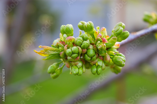 buds on the branches of apple trees