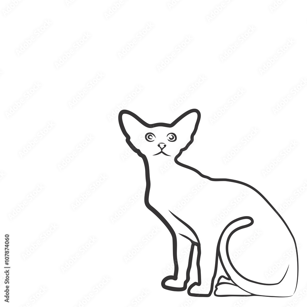 Sketch of domestic cat.