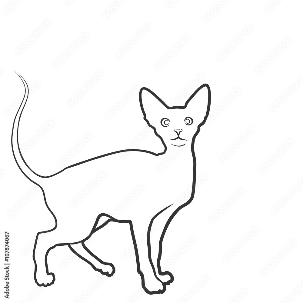 Fototapeta Sketch of domestic cat.