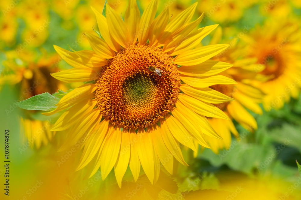 Field of sunflowers