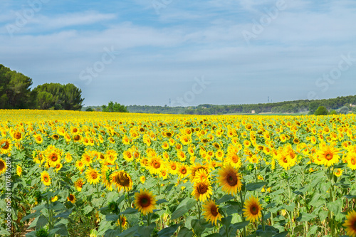 Field of sunflowers © neirfy