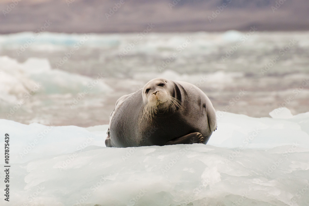Fototapeta premium Seal - Svalbard