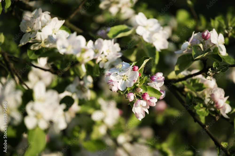Spring arrived to Turopolje - apple flowers Spring arrived to Turopolje - apple flowers
