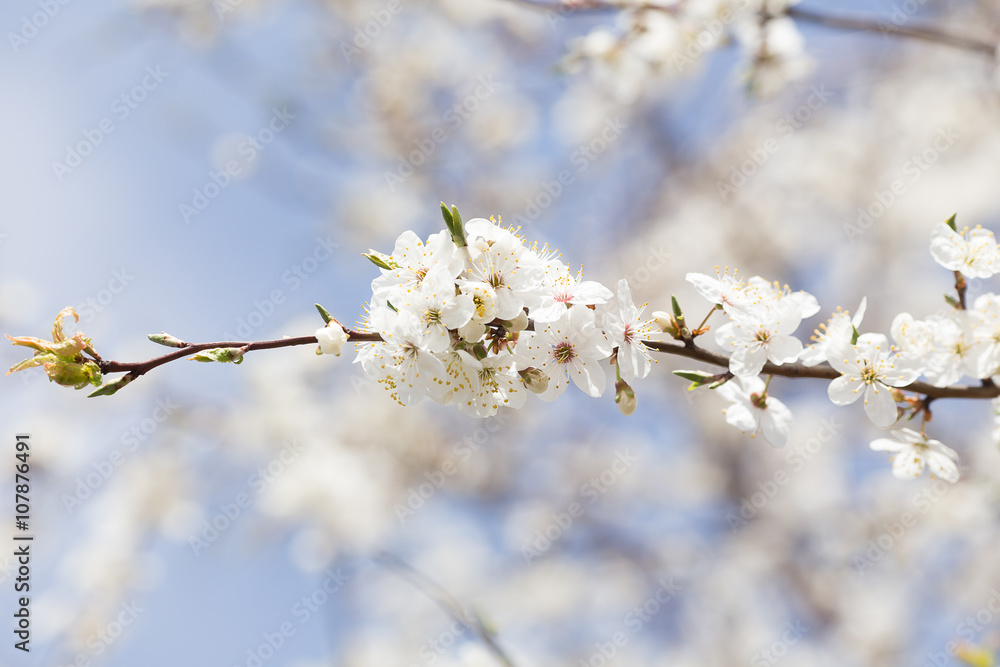 Spring border background with pink blossom Spring border background with pink blossom