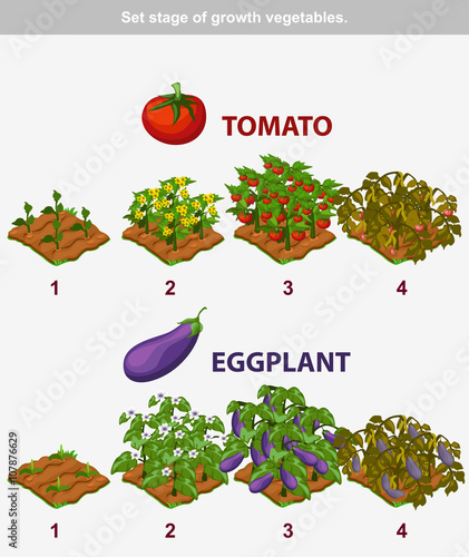 stage of growth vegetables. Tomato and Eggplant