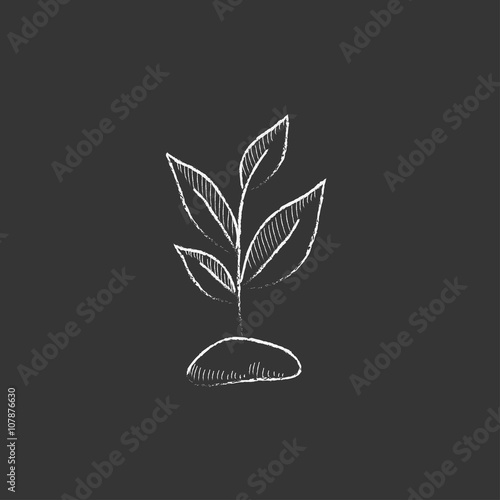 Sprout. Drawn in chalk icon.