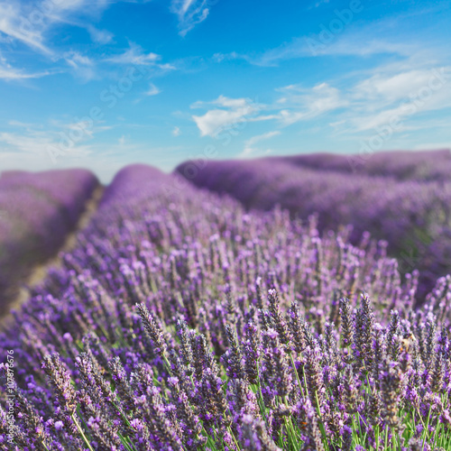 Lavender blooming field