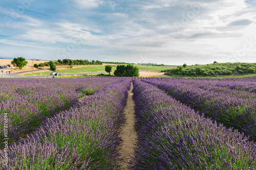 Lavender summer field