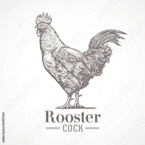 Rooster in graphic style. Drawing by hand.