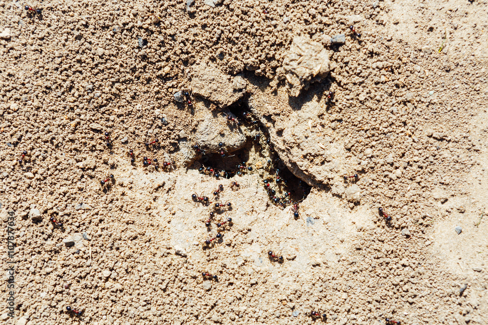 Close-up shot of anthill in the soil Close-up shot of anthill in the soil