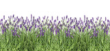 Lavender flowers. Fresh lavender plants isolated on white