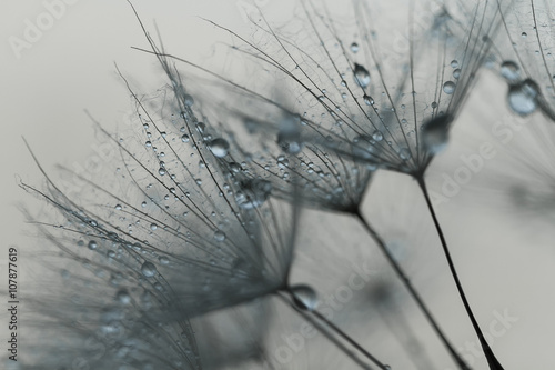Abstract dandelion flower background. Seed macro closeup. Soft focus. Vintage style © R_Szatkowski