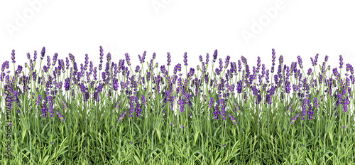 Fototapeta Naklejka Na Ścianę i Meble -  Lavender flowers. Fresh lavender plants isolated on white