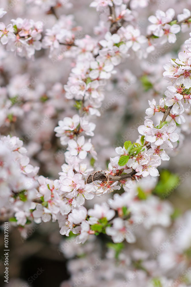 Rings on blooming branches Rings on blooming branches