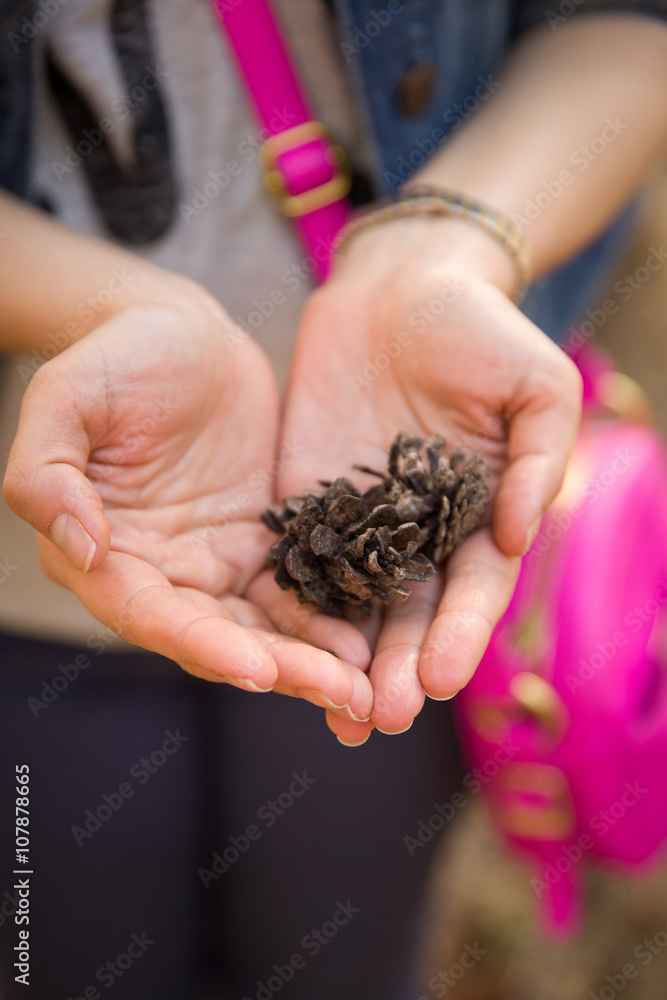 Pine cones in hands of a young girl. Woman with a pink bag holding pine cones in her hands. Pine cones in hands of a young girl. Woman with a pink bag holding pine cones in her hands.