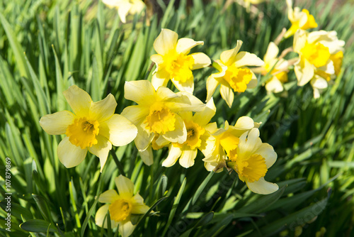 Flower bed with yellow daffodil flowers blooming in the spring, Spring flowers, floral, primroses